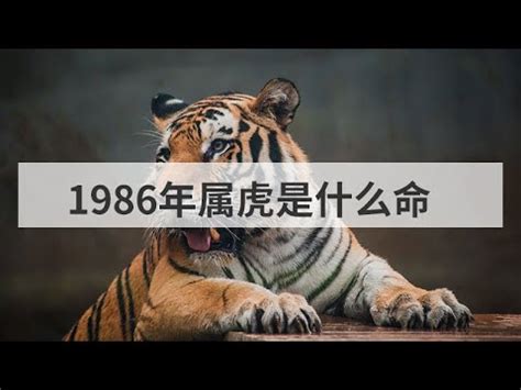 1986年屬虎|揭秘：1986肖虎人一生中的三大貴人